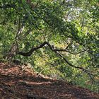 Wanderung auf den Ostry beim Milleschauer  Teil 1