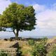 Wanderung auf die Lwenburg (Siebengebirge)