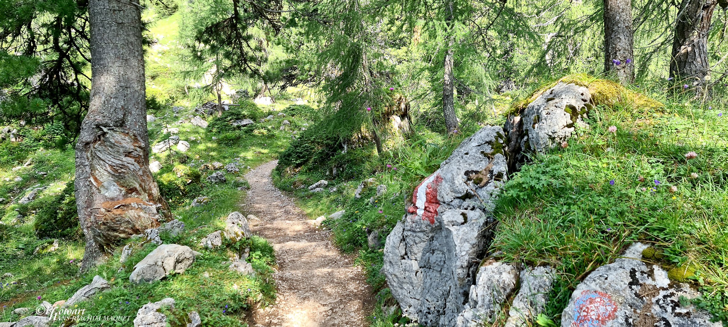 Wanderung Dalfaz-Alm