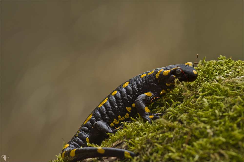 Wanderung der Amphibien ( 2 )