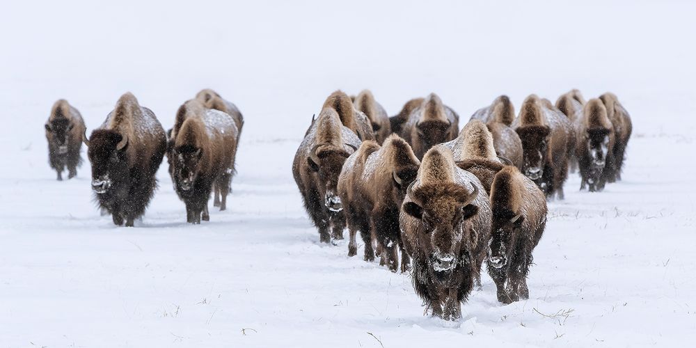 Wanderung der Bisons