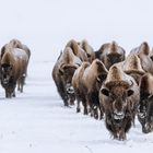 Wanderung der Bisons
