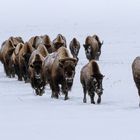 Wanderung der Bisons