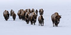 Wanderung der Bisons