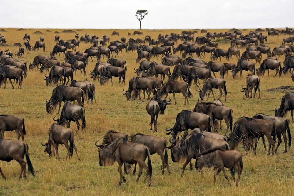 Wanderung der Gnus