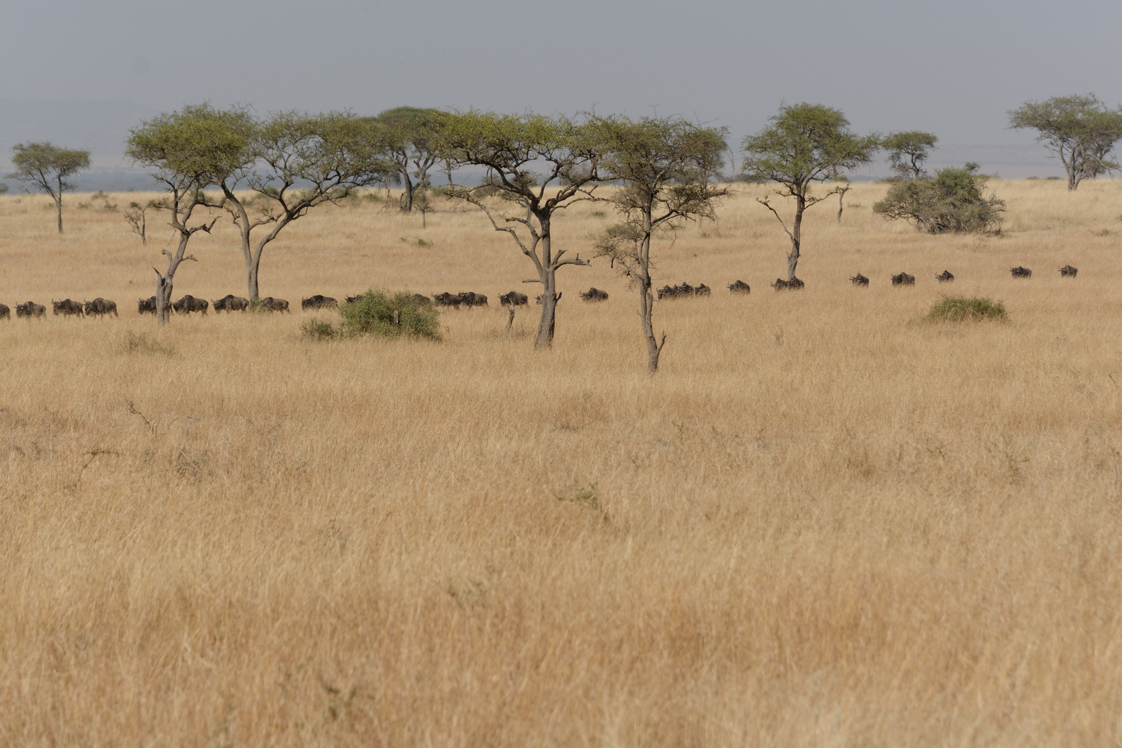 Wanderung der Gnus in Richtung Norden nach Kenia