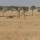 Wanderung der Gnus in Richtung Norden nach Kenia