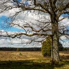 Wanderung durch das Haverbeeke-Tal