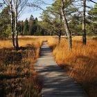 Wanderung durch das Wurzacher Ried