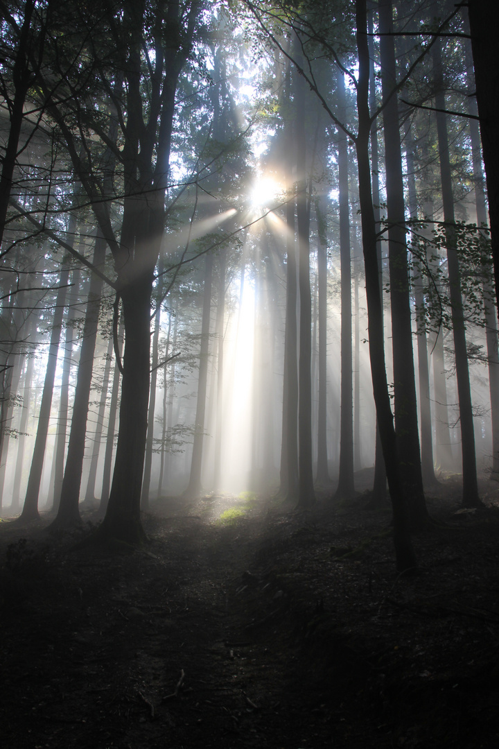 Wanderung durch den bay. Wald