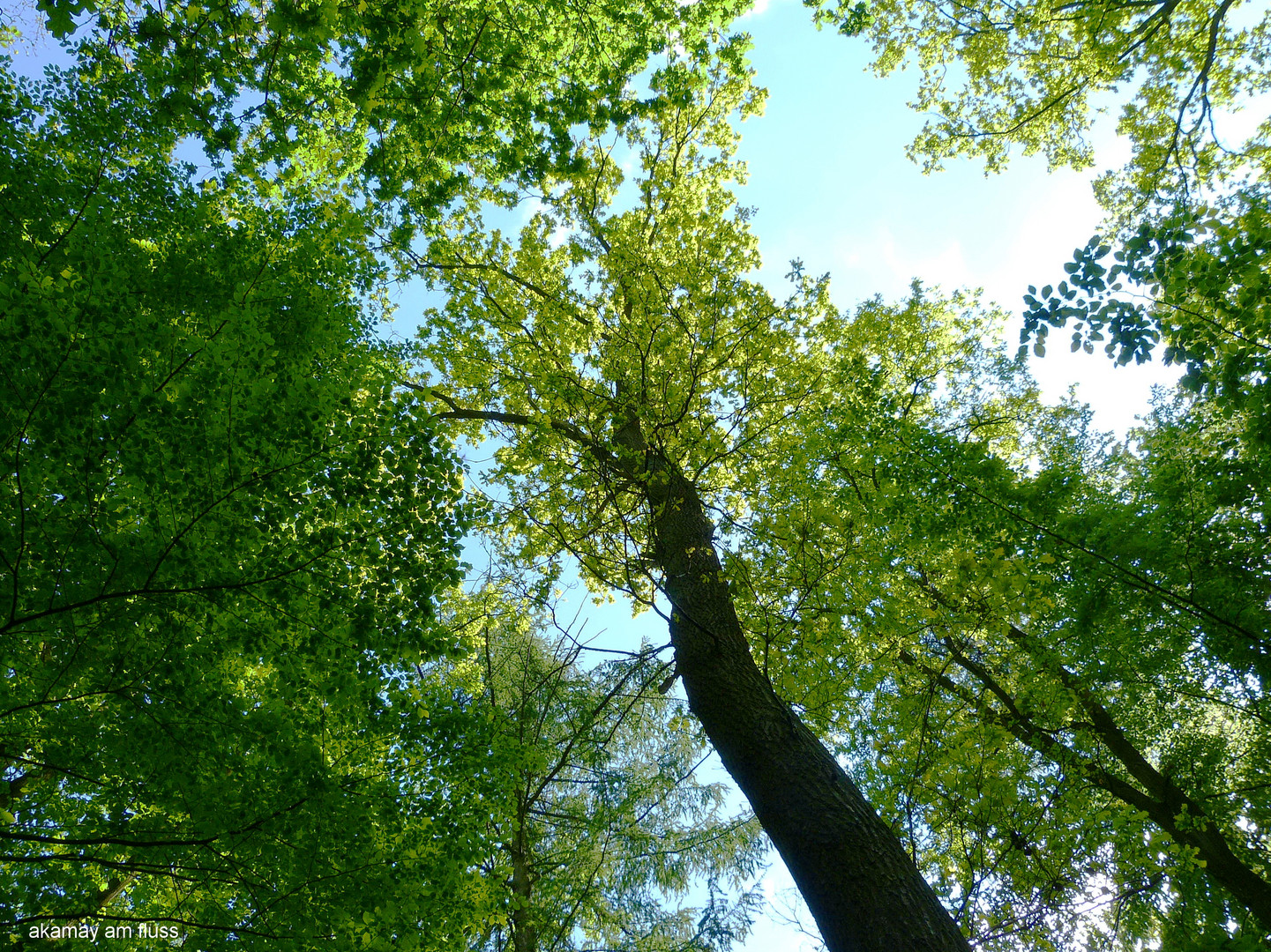 Wanderung durch den Eichenwald - Polle a.d. Weser