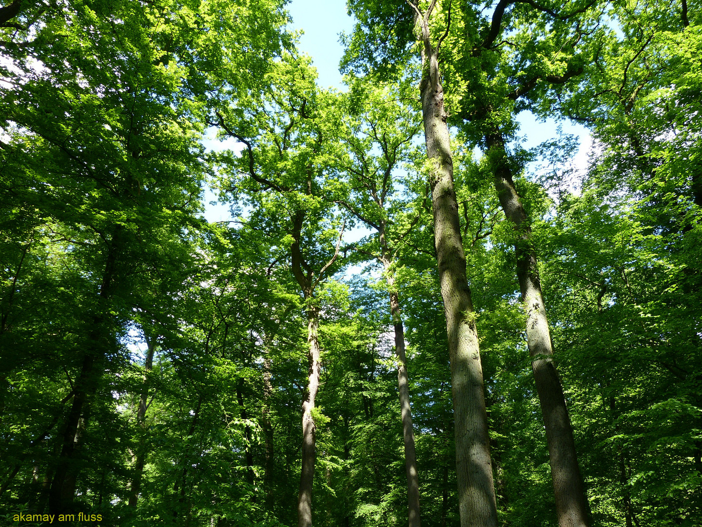 Wanderung durch den geretteten Eichenwald - Polle a.d. Weser