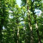 Wanderung durch den geretteten Eichenwald - Polle a.d. Weser