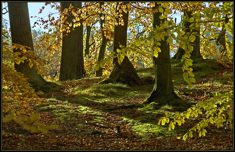 Wanderung durch den Herbst IV