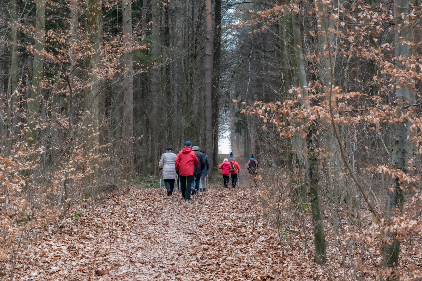 Wanderung durch den kahlen Wald