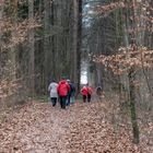 Wanderung durch den kahlen Wald