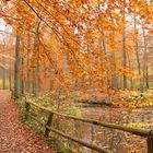 Wanderung durch den Kottenforst Ville