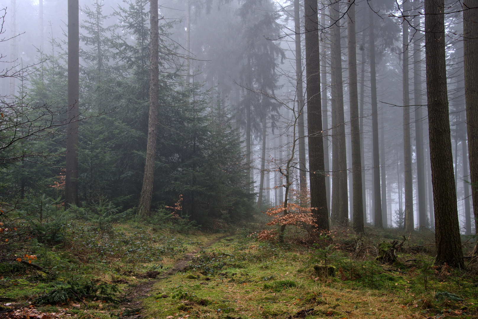 Wanderung durch den Nebel im Wald