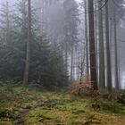 Wanderung durch den Nebel im Wald