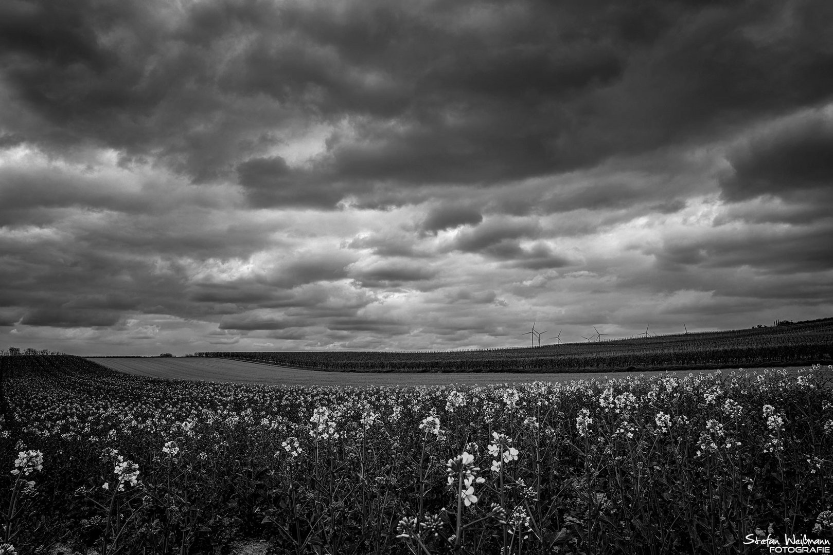 Wanderung durch Rheinhessen