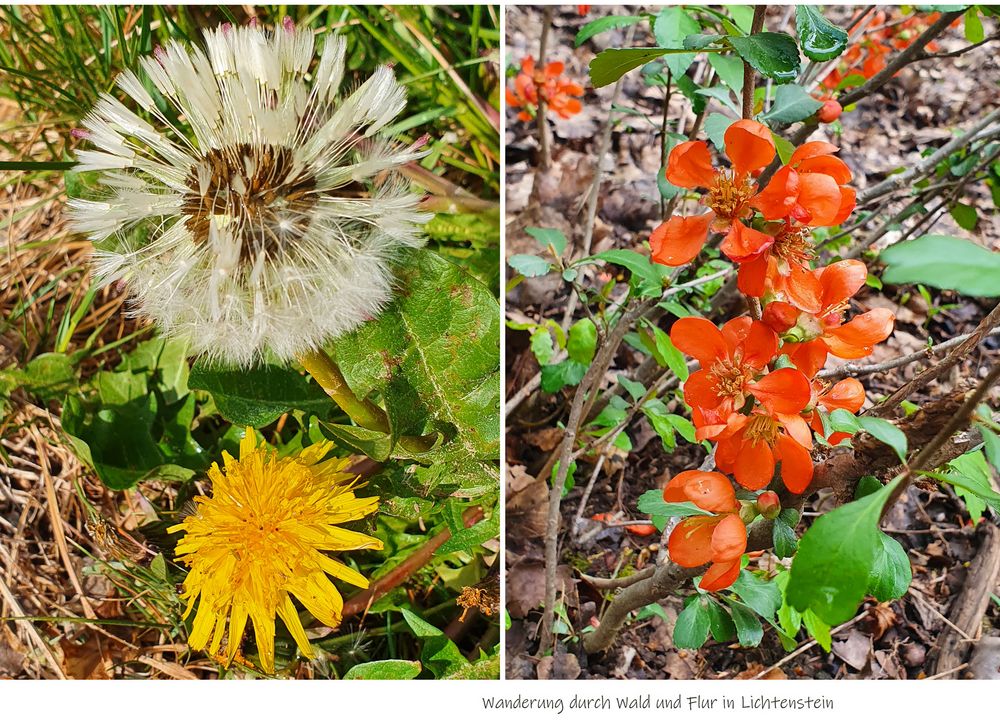 Wanderung durch Wald und Flur_1