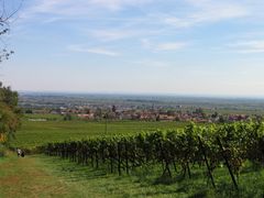 Wanderung durch Weinberge