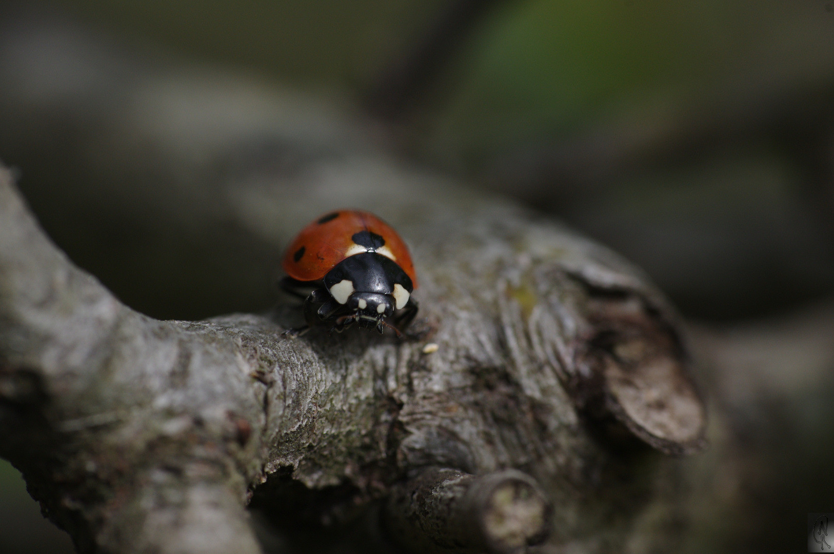 Wanderung durchs Geäst