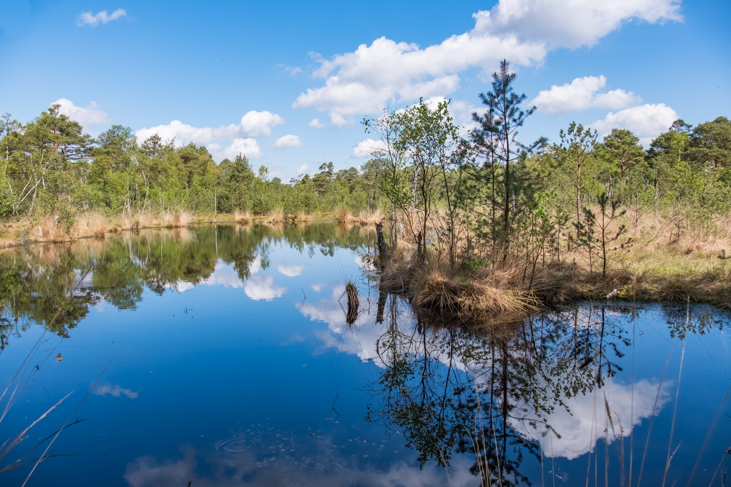 Wanderung durchs Pietzmoor Foto & Bild landschaft, moor, natur Bilder