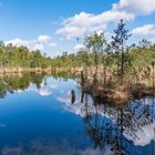 Wanderung durchs Pietzmoor