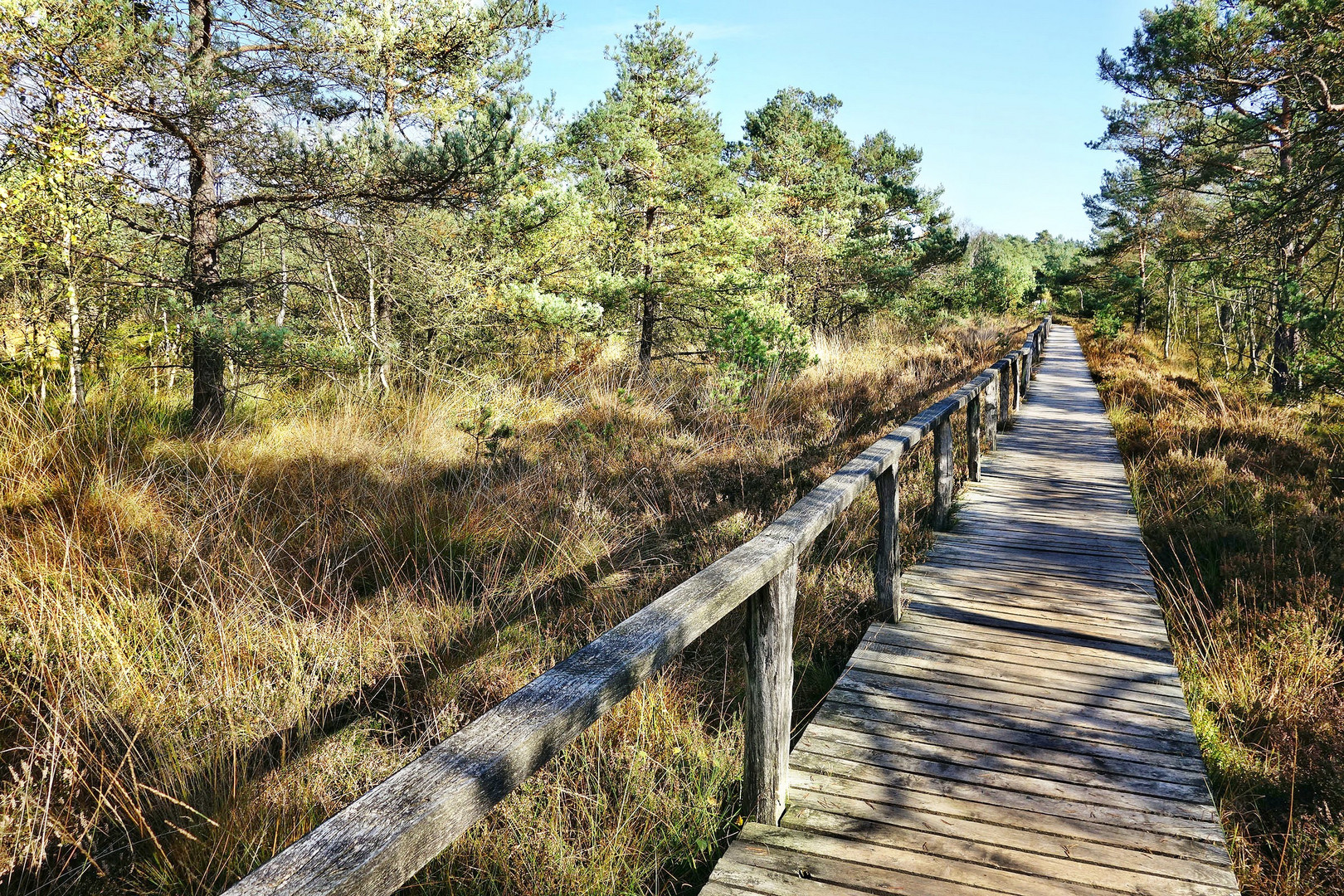 Wanderung durch's Pietzmoor 2014