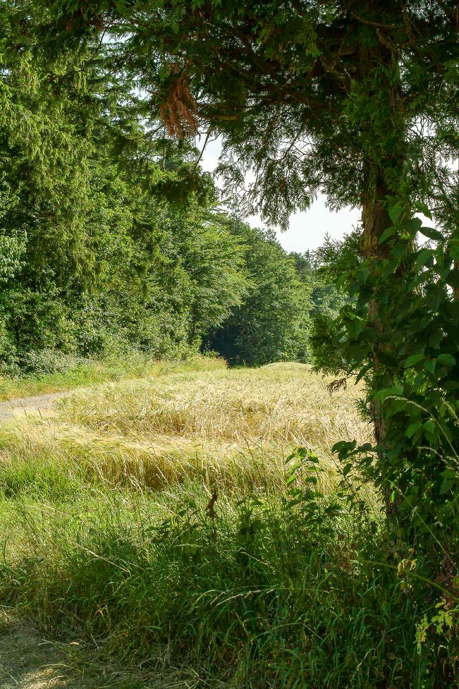  Wanderung durchs Wohnroter Tal 29-06-2003 V