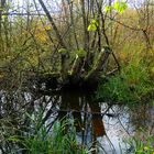 Wanderung Eichwerder Steg 3