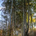 Wanderung im herbstlichen Küstenwald