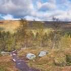 Wanderung im Herbstwald