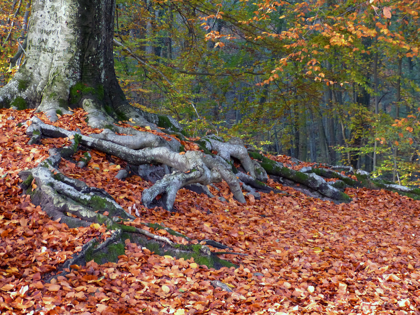 Wanderung im Herbstwald