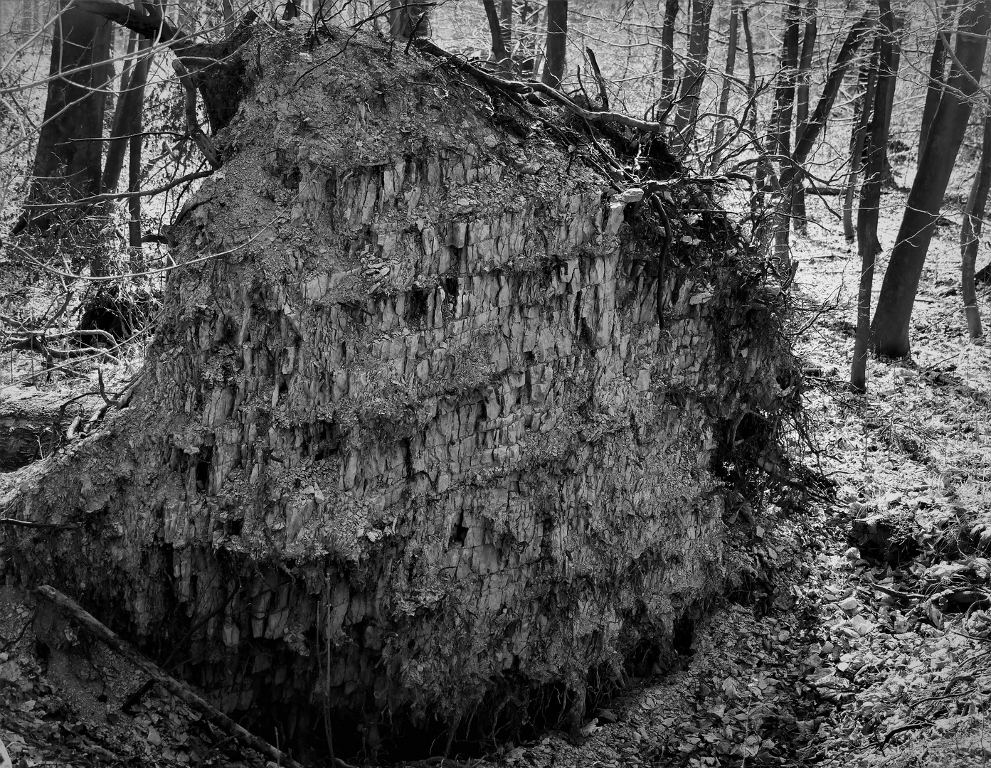 Wanderung im Januar 2022 - Baumwurzel im Teutoburger Wald mit Anhang