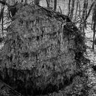 Wanderung im Januar 2022 - Baumwurzel im Teutoburger Wald mit Anhang