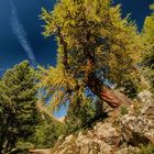 Wanderung im Lärchenwald