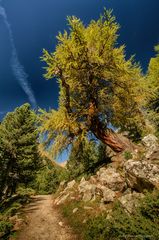 Wanderung im Lärchenwald