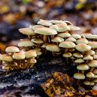 Wanderung im Lainzer Tiergarten in Wien/ Niederösterreich