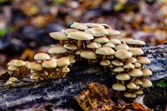 Wanderung im Lainzer Tiergarten in Wien/ Niederösterreich