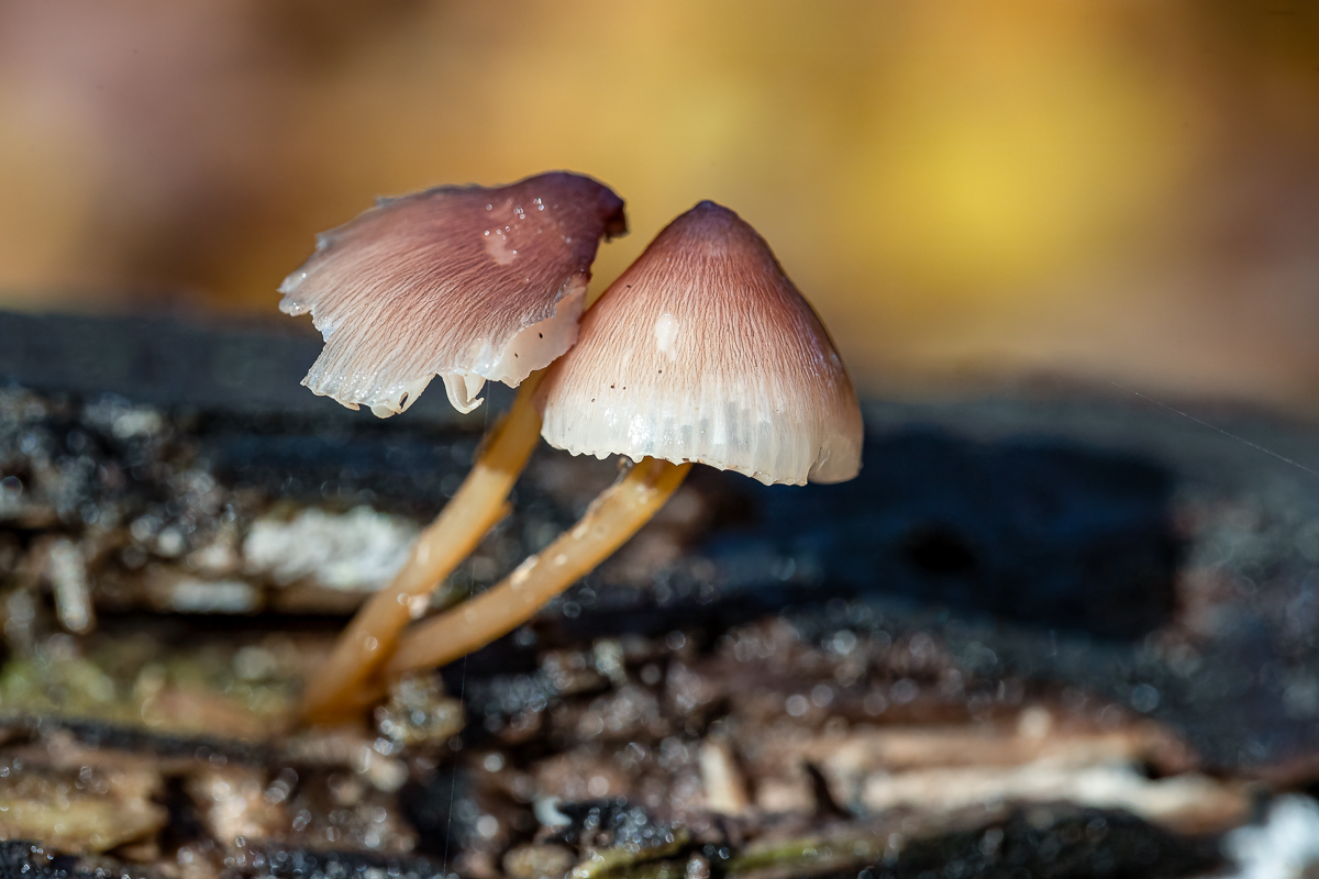 Wanderung im Lainzer Tiergarten in Wien/Niederösterreich