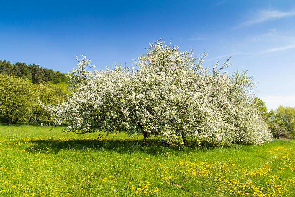 Wanderung im Mai