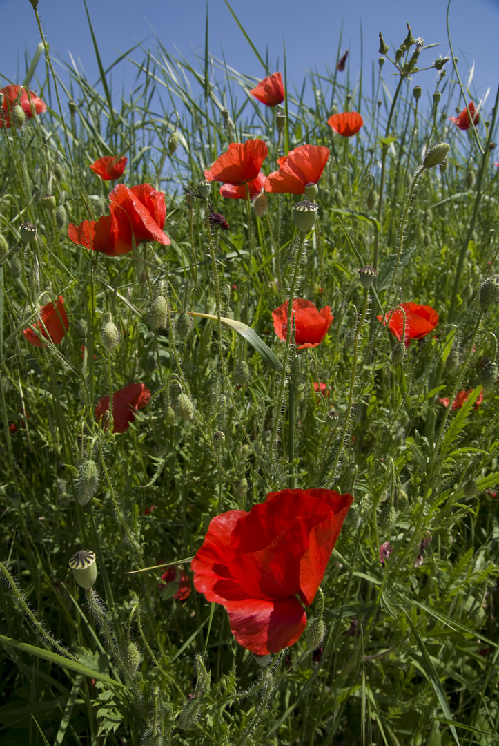 Wanderung im Monferato 2