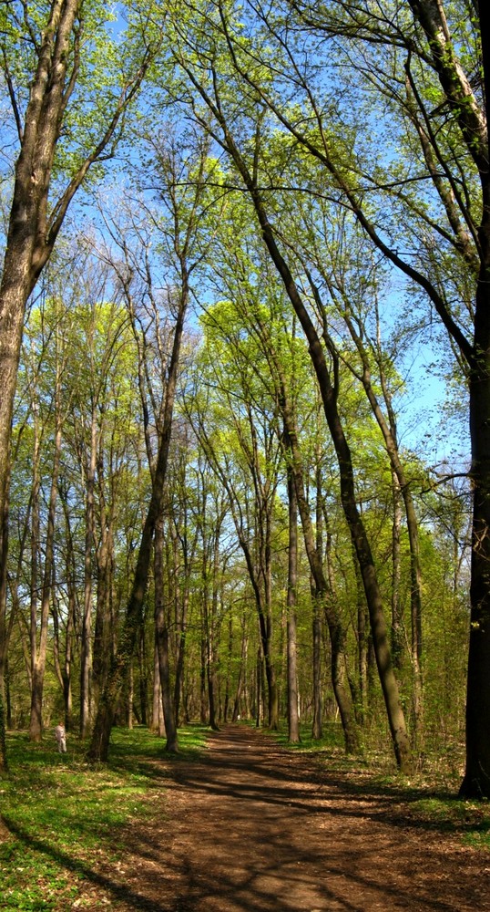 Wanderung im Park