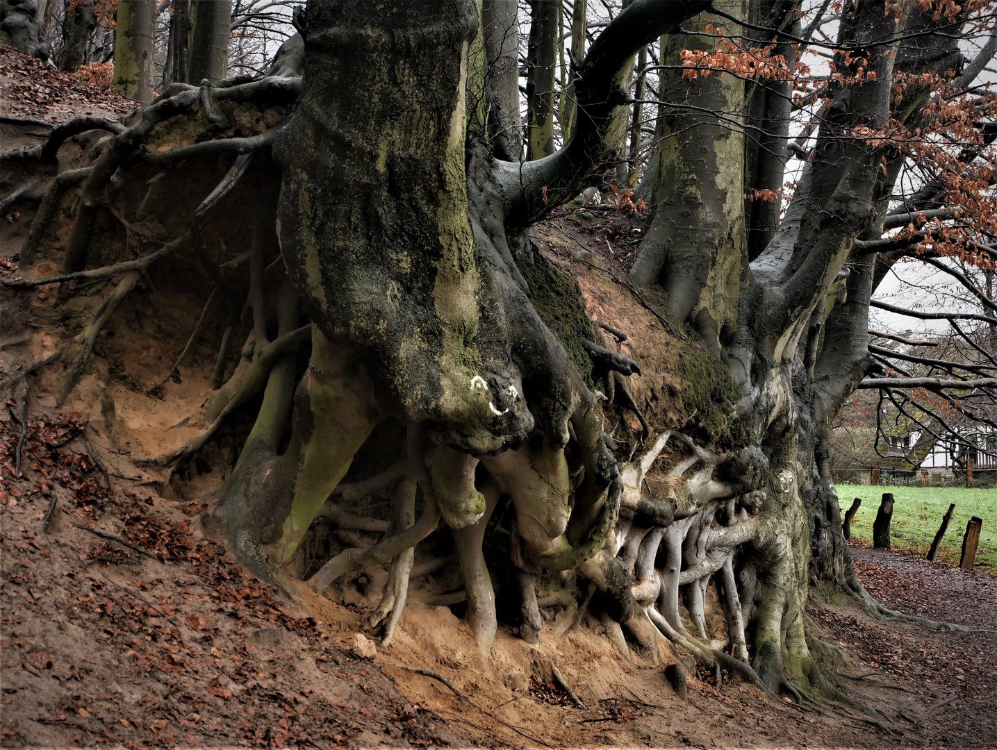 Wanderung im Teutoburger Wald - Weißbuchen und ihr gigantisches Wurzelwerk