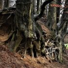 Wanderung im Teutoburger Wald - Weißbuchen und ihr gigantisches Wurzelwerk