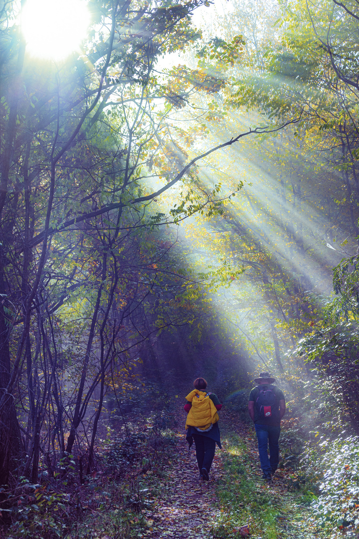 Wanderung im Wald