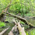 Wanderung im Warnow Tal