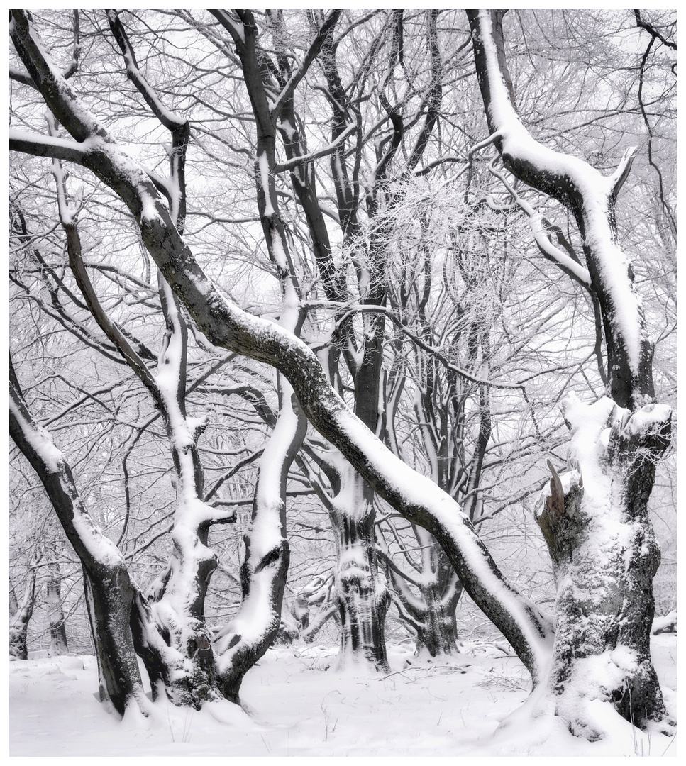 Wanderung im Winterwald